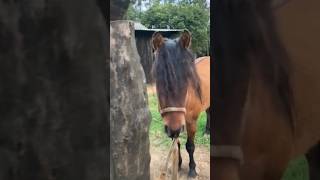 CAVALO CRIOULO geneticacrioula horse cavalocrioulo abccc caballo freiodeouro [upl. by Air]