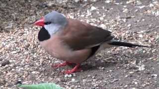 long tailed finches [upl. by Ubald]