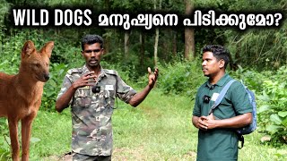 കാട്ടുപട്ടി മനുഷ്യനെ ആക്രമിക്കുമോ  Do Wild Dogs attack Humans [upl. by Llennod]