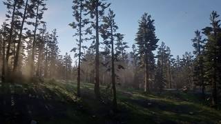 Ambient Red Dead Redemption 2  Tall Trees 1 [upl. by Imeon]