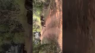 Bandhavgarh national park tiger 🐯 viral short Parikshit Tiwari official [upl. by Curtis92]