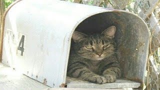 pet Cat Chases Down The Mailman Every Day To Make One Brazen Demand [upl. by Adnirod658]