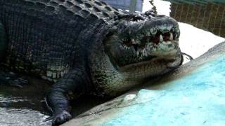 Lolong The Biggest Captured Crocodile In The World [upl. by Frants700]