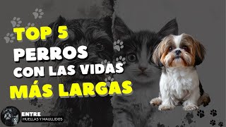 Top 5 Perros con las Vidas Más Largas ¡Descubre las Razas Más Longevas 🐕✨dog dogs [upl. by Odanref]