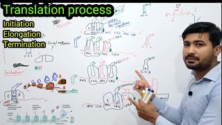 Translation class 12 Biology  Protein synthesis class 12 in urdu  Translation in prokaryotes [upl. by Murtagh]