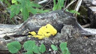 Yellow Plasmodium Slime Mold Fuligo septica on Log [upl. by Schild]