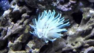 Condy Anemone  Is this Normal [upl. by Samled]