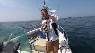 Isles of Shoals School of mackerel underwater in slow motion [upl. by Anotal]