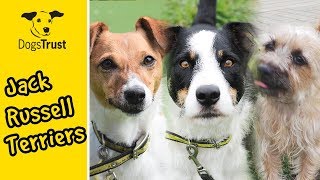 Jack Russell Terriers Looking for Homes  Dogs Trust [upl. by Gustav125]