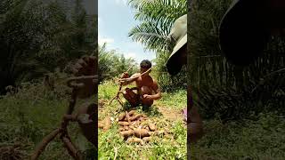 Harvesting cassava part 405 shorts farming cassava nature cassavaroots cassavafarming [upl. by Pasco]