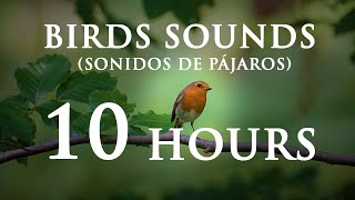 Sonido de Pájaros en el bosque  Pájaros cantando  Birds Sounds  10 HORAS [upl. by Ztirf201]