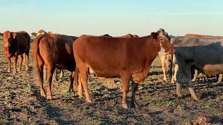 40 Beefmaster Red Angus Charolais and Charolais Cross bred cows 1028  Cattle for sale [upl. by Harland]