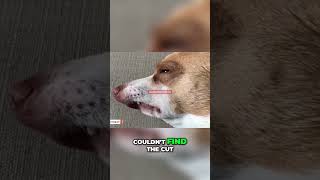 Dramatic Dog Overreacts to the Tiniest Cut Is It a Medical Emergency funny petsanimalsdog cute [upl. by Haelem]