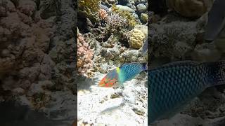 green fish shortvideo aquariumfish greenfish [upl. by Durwood]