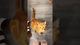 funny cat meaow catmeowing meows pets funnycats [upl. by Enitsuga259]