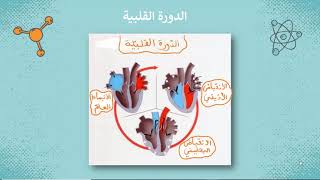 القلب و جهاز الدوران 9 أساسي [upl. by Dyche]