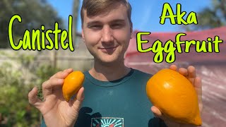 Taste testing the Canistel or “eggfruit” [upl. by Eceela]