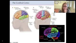 Neuroanatomy  Cortical and Subcortical Structures Lecture [upl. by Nael]