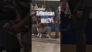 The American Bully breed being Judged ABKC dog show Florida USA 2024 [upl. by Nire850]