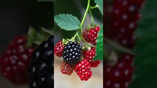 Dewberry  Origin Nutrition and Health Benefit 👨‍🌾 shortvideo gardening shorts [upl. by Arde360]