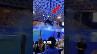 How the Whales Actions Revealed the Secrets of the SeaWorld Park 🐋 [upl. by Letha557]