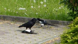 Krähe  Elster  Kampf  verteidigt tötet Greifvogel Aaskrähe oder Kolkrabe [upl. by Haig]