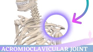 Acromioclavicular Joint Movement  Shoulder Anatomy amp Kinesiology [upl. by Silva]