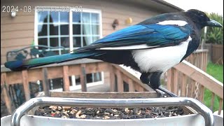 A Magpie Picking Peanuts Out Of The Birdseed [upl. by Ycul62]