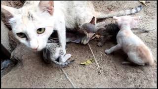 Cat Giving Birth to 3 Gergeous sphynx kittens [upl. by Nraa]