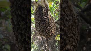 Bee hive inside tall bush ocbeeguycom beehive beekeeping savethebees honey [upl. by Boggers66]