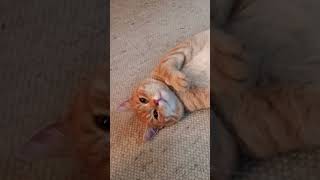 edit Schnurri shorts cat catlove catvideos [upl. by Richarda]