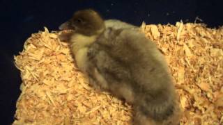 Baby DuckLabored breathing [upl. by Lek]