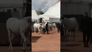 Le Cirque Knie et ses chevaux à Genève Il Circo Knie e i suoi cavalli a Ginevra 🎪🐴🐎🇨🇭 [upl. by Mathian634]