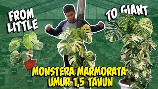 TIPS DAN TRIK SETELAH MERAWAT MONSTERA MARMORATA SELAMA 15 TAHUN [upl. by Richman]