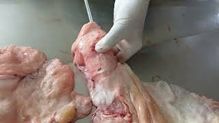 Fibrosed Cervix difficult to pass artificial insemination gun in Bovine artificialinsemination [upl. by Elenaj918]