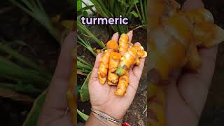 Turmeric pasupu gardening karkumin pasupu flower organicfarming agriculture trending viral👍 [upl. by Yelsa388]