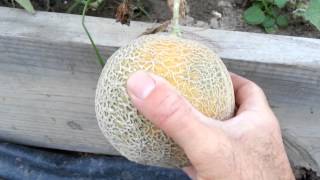 When To Pick Cantaloupe [upl. by Fiedler]