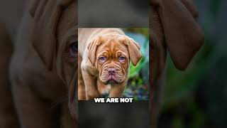 Discover the Origins of Dogue de Bordeaux [upl. by Nolyag]