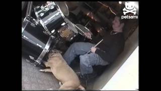 Drumming dog rocks out [upl. by Azirb]