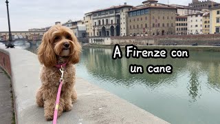 Travel vlog to📍Florence with a maltipoo dog 🐶 [upl. by Hteazile377]