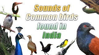 Common bird sounds of India  Backyard bird sounds Indian Bird sounds for kids IndianBirdVideos [upl. by Foster]