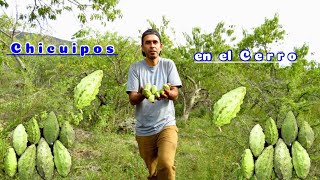 Los Chicuipos fui a cortarlos al cerro y también los prepare muy buenos de Zamora Michoacán [upl. by Adnilram]