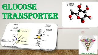 Glucose Transporter  GLUT amp SGLT [upl. by Alisan]