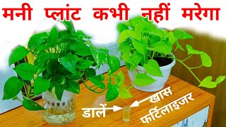 मनीप्लांट विन्टर केयर  फर्टिलाजर  Money Plant  Growing Tips  Care Fertilizer  In Winter Season [upl. by Einberger283]