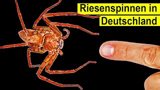 Riesen Spinne Plötzlich in Deutschland  Ist sie gefährlich [upl. by Monaco]