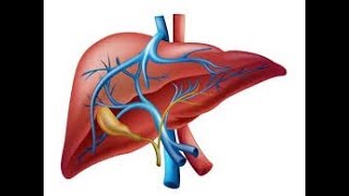 Fisiología del hígado [upl. by Wil]