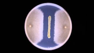 Biocontrol Fungal inhibition by bacteria  Timelapse [upl. by Xantha576]