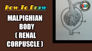 malpighian body diagram  how to draw malpighian body in easy way  renal corpuscle diagram [upl. by Houser]