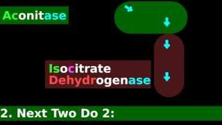 Citric Acid Cycle Enzymes Mnemonic Tutorial 35 Citrate Synthase Easy Fun [upl. by Adyaj]