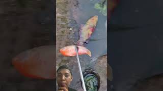 Fishing Short Video  fishing goldfish fishing nature river [upl. by Enelaehs]